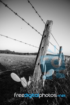 Rusted Sharp Timber And Metal Barb Wire Fence Stock Photo