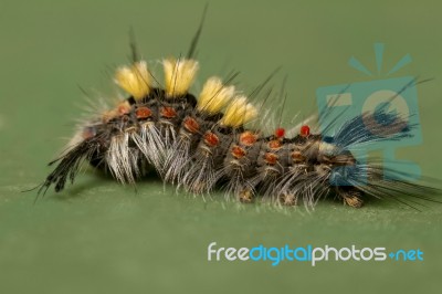 Rusty Tussock Moth Caterpillar Stock Photo