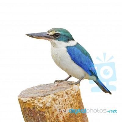 Sacred Kingfisher Stock Photo