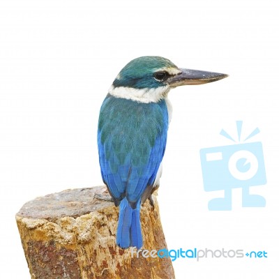 Sacred Kingfisher Stock Photo