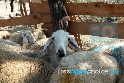 Sacrificial Sheep For Festival Of Sacrifices In Muslim Countries… Stock Photo