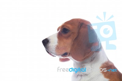 Sad Beagle Dog Portrait Isolated On White Background Stock Photo