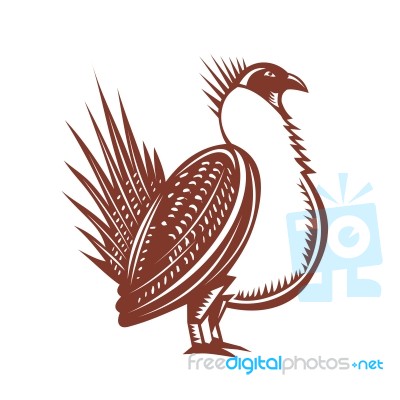 Sage Grouse Bird Woodcut Stock Image