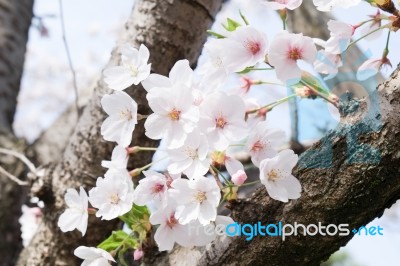 Sakura Cherry Blossom Stock Photo
