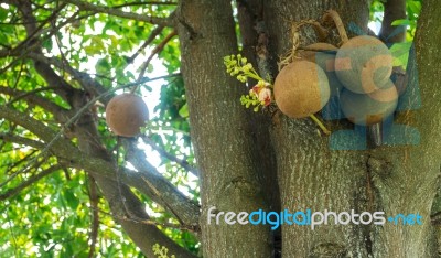 Sal Tree , Cannonball Tree Stock Photo
