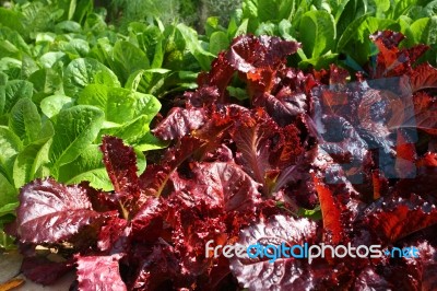 Salad In Garden Stock Photo