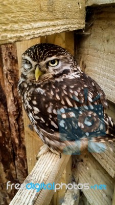 Samll Brown Owl Stock Photo