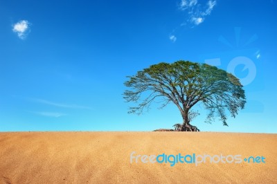 Sand Desert With Big Tree In Blue Sky Stock Photo