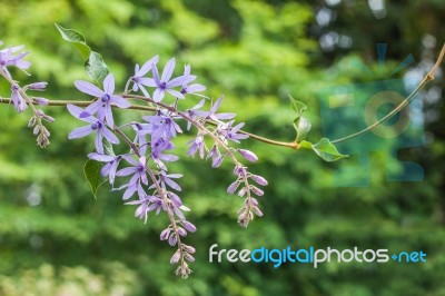 Sandpaper Vine Or Purple Wreath Stock Photo
