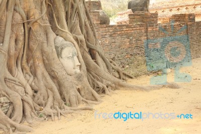 Sandstone Buddha Head Covered Tree Root Front Brick Wall Stock Photo