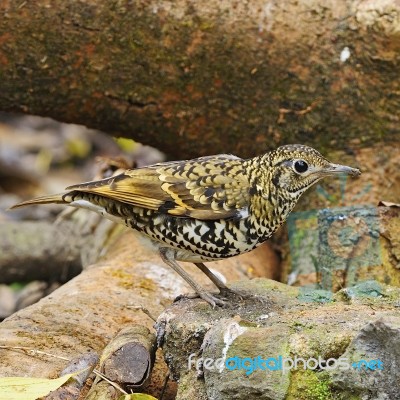 Scaly Thrush Stock Photo Scaly Thrush Stock Photo