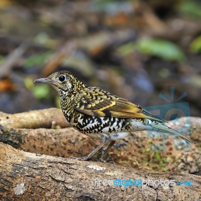 Scaly Thrush Stock Photo Scaly Thrush Stock Photo