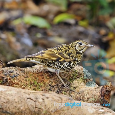 Scaly Thrush Stock Photo Scaly Thrush Stock Photo