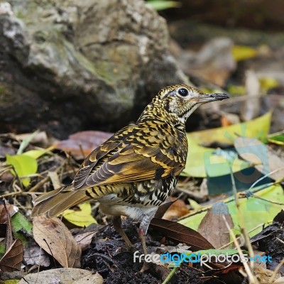 Scaly Thrush Stock Photo Scaly Thrush Stock Photo