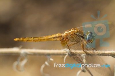 Scarlet Darter (crocothemis Erythraea) Dragonfly Stock Photo