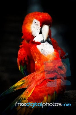 Scarlet Macaw Stock Photo