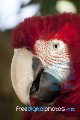 Scarlet Macaw Stock Photo
