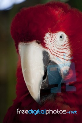 Scarlet Macaw Stock Photo