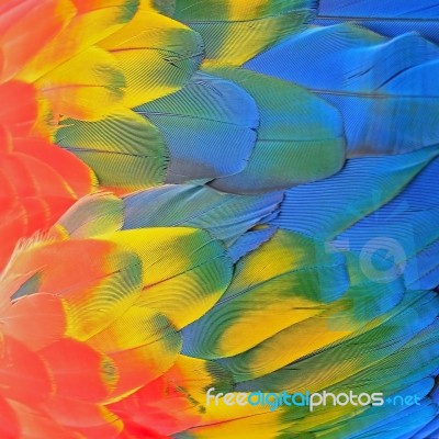 Scarlet Macaw Feathers Stock Photo