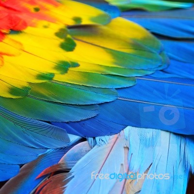 Scarlet Macaw Feathers Stock Photo