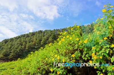 Scenic Nature Doi Mae Uko Mountain Stock Photo