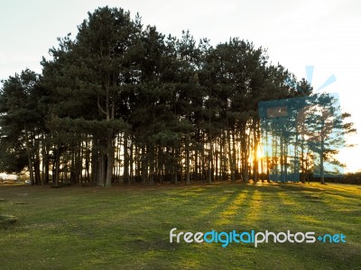 Scenic View Of Friends Clump In The Ashdown Forest Stock Photo