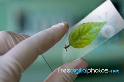 Scientist Observed Green Leaf In Laboratory Glass Stock Photo