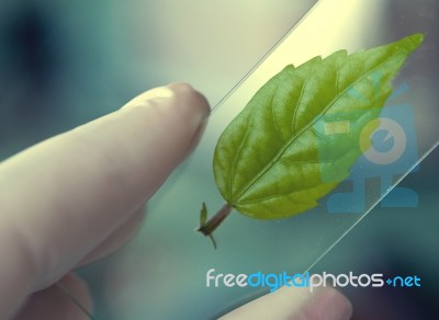 Scientist Observed Green Leaf In Laboratory Glass Stock Photo