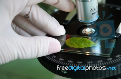 Scientist Observed Green Leaf In Laboratory Glass Stock Photo