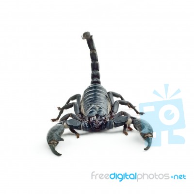 Scorpion Stock Photo