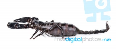 Scorpion Isolated On The White Background Stock Photo