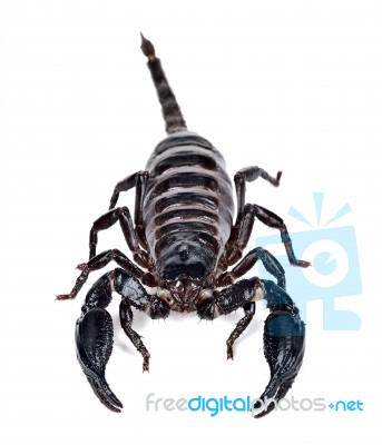 Scorpion Isolated On The White Background Stock Photo