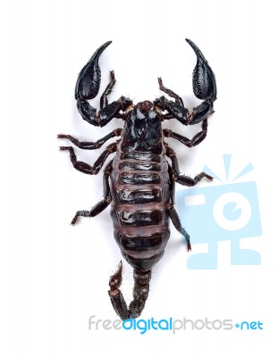 Scorpion Isolated On The White Background Stock Photo
