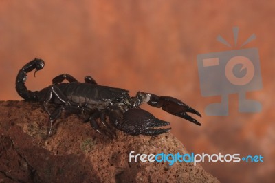 Scorpion On Desert Rock Stock Photo