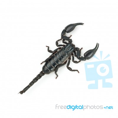 Scorpion Top View Stock Photo