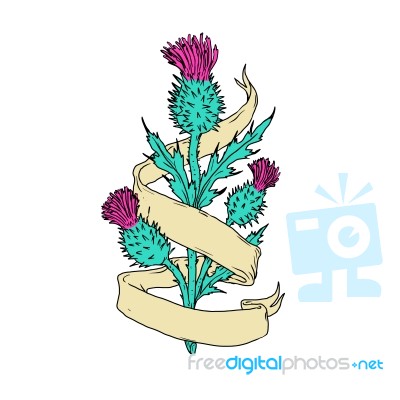 Scottish Thistle With Ribbon Color Drawing Stock Image