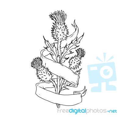 Scottish Thistle With Ribbon Drawing Black And White Stock Image