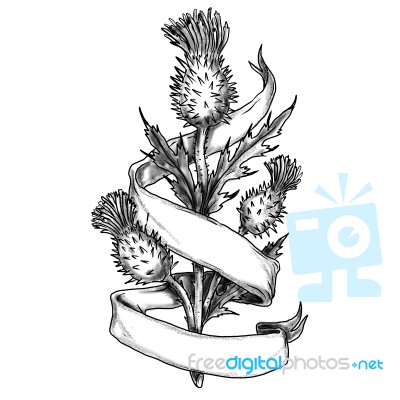 Scottish Thistle With Ribbon Sketch Stock Image