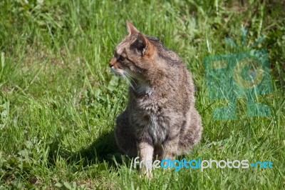 Scottish Wildcat Stock Photo
