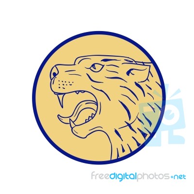 Scottish Wildcat Head Side Drawing Stock Image