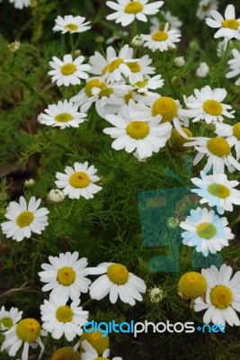 Sea Aster Flowers Stock Photo