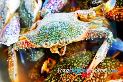 Sea Crab Stock Photo