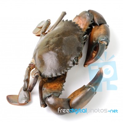 Sea Crab Isolated On White Background Stock Photo