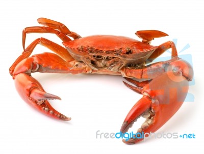 Sea Crab Isolated On White Background Stock Photo