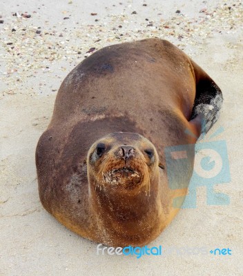Sea Lion Funny Look  Galapagos Stock Photo