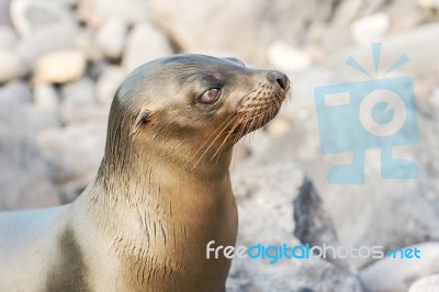 Sea Lion In Galapagos Islands Stock Photo