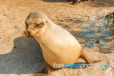 Sea Lion In Galapagos Islands Stock Photo