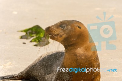 Sea Lion On The Beach, Galapagos Islands Stock Photo