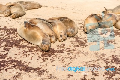 Sea Lion On The Beach, Galapagos Islands Stock Photo