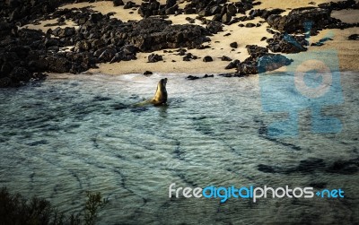 Sea Lions At The Galapagos Stock Photo